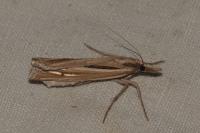 Ancylolomia tentaculella