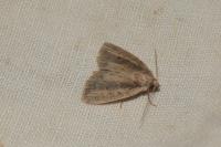 Archanara dissoluta