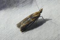 Ancylosis cinnamomella