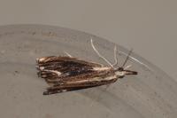 Catoptria verellus