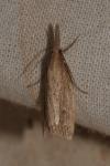 Chilo phragmitellus