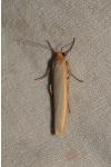 Manulea complana