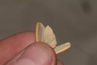 Manulea complana