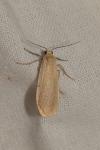 Katha depressa