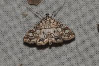 Elophila nymphaeata