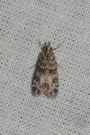 Eudonia mercurella