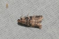 Euzophera pinguis