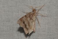 Macaria alternata