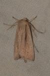 Mythimna straminea