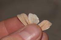 Mythimna straminea