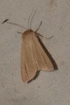 Mythimna pallens