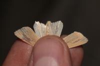 Mythimna pallens