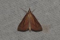 Nascia cilialis