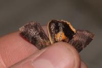 Noctua janthina
