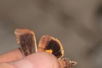 Noctua janthina