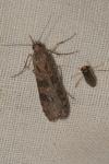 Nomophila noctuella