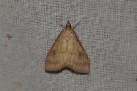Ostrinia nubilalis