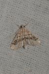 Parapoynx stratiotata
