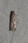 Phycitodes