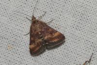 Pyrausta despicata