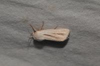 Acronicta albovenosa