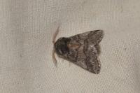 Thaumetopoea processionea