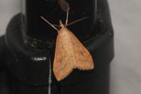 Udea ferrugalis