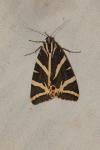 Euplagia quadripunctaria