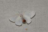 Euproctis chrysorrhoea