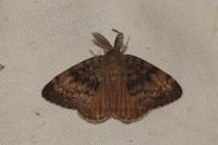 Lymantria dispar