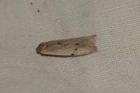 Pelosia muscerda