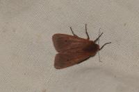 Phragmatobia fuliginosa