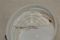 Cabera pusaria
