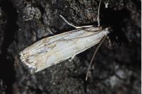 Catoptria falsella