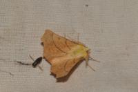 Ennomos alniaria