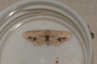 Idaea dimidiata