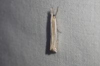 Crambus pascuella