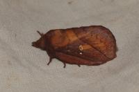 Euthrix potatoria