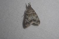 Eudonia mercurella