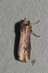 Axylia putris