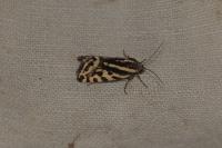 Emmelia trabealis