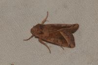 Hydraecia micacea