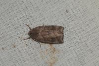 Ipimorpha retusa