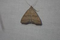 Herminia tarsicrinalis