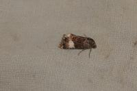 Tyta luctuosa
