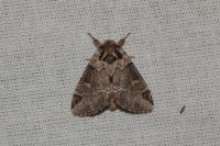 Drymonia obliterata
