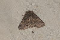 Gluphisia crenata