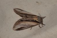 Pheosia tremula