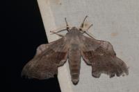 Laothoe populi