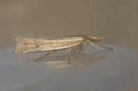 Ancylolomia tentaculella